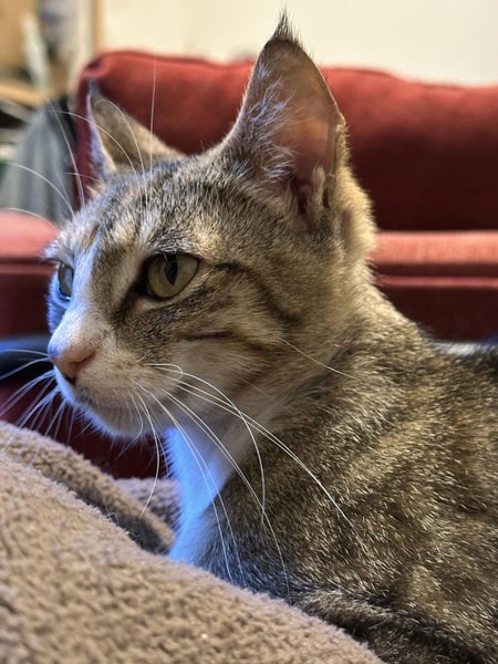 SWEETS - AVAILABLE FOR ADOPTION - PET WHISPERER RESCUE Carousel 6