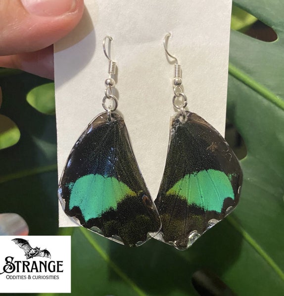 Butterfly Wing Earrings (taxidermy) Carousel 1