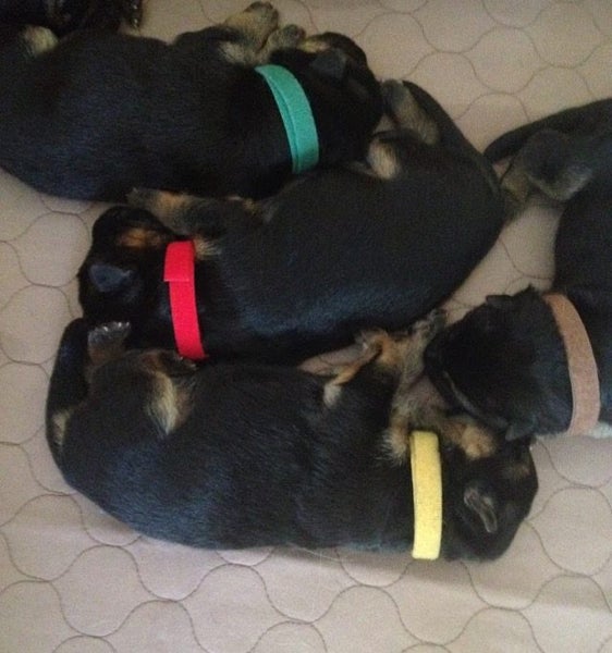 Puppy ID Collars - Hoop & Loop Carousel 2