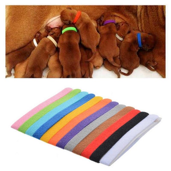 Puppy ID Collars - Hoop & Loop Carousel 3