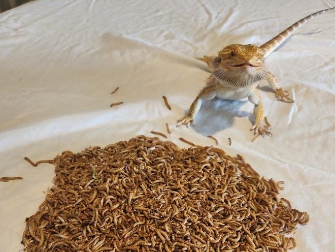 Mealworms Medium (50g) Approx 500 Carousel 1