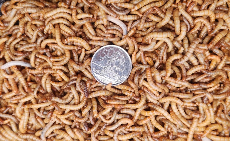 Mealworms Medium (50g) Approx 500 Carousel 2