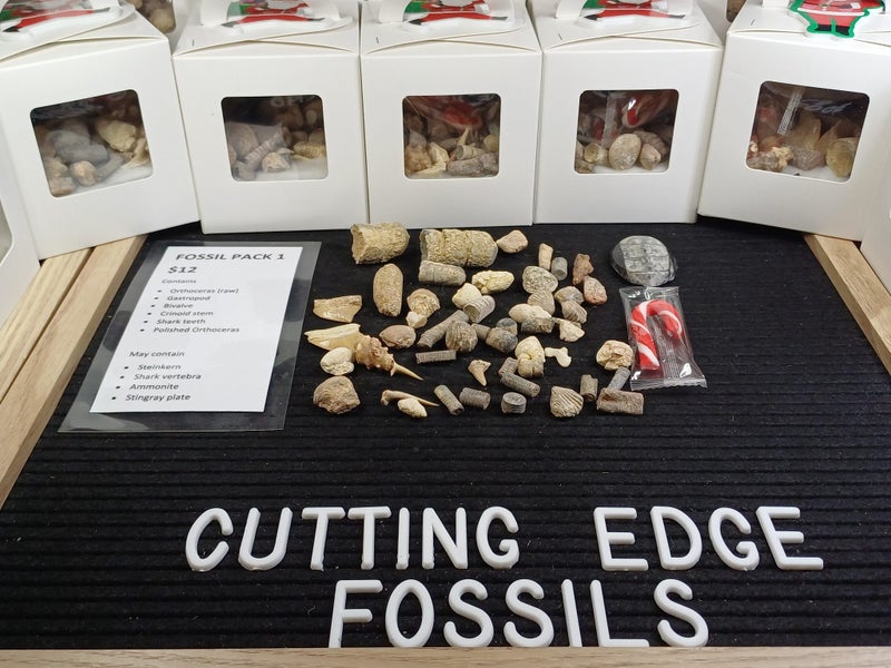 Fossil Pack 1 - Marine Fossils - Shark Teeth, Shells etc Carousel 1