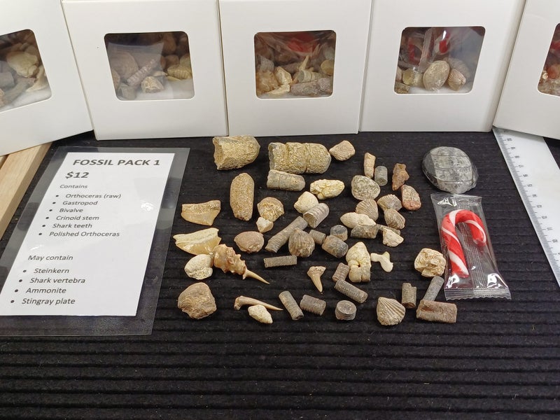 Fossil Pack 1 - Marine Fossils - Shark Teeth, Shells etc Carousel 2