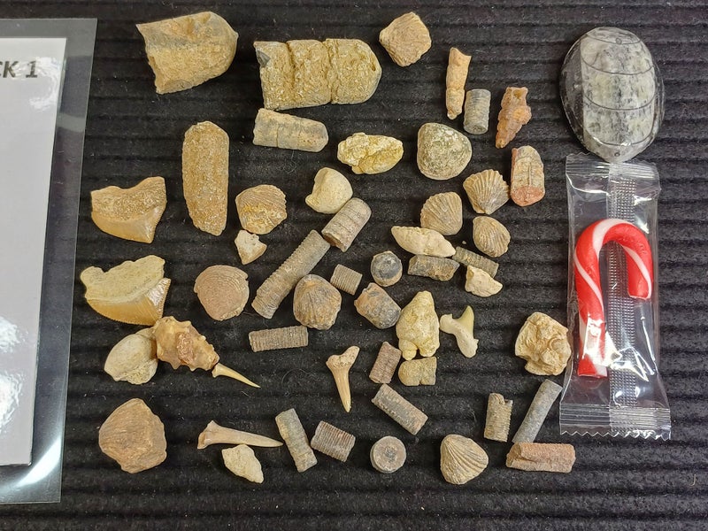 Fossil Pack 1 - Marine Fossils - Shark Teeth, Shells etc Carousel 6