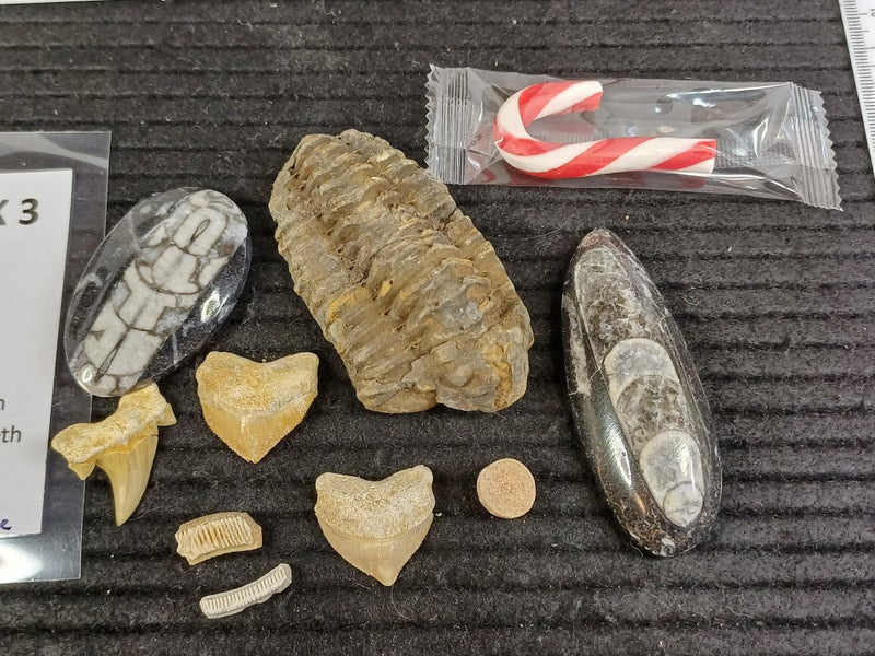 Fossil Pack 3 - Trilobite, Shark Teeth, Stingray Teeth etc Carousel 6