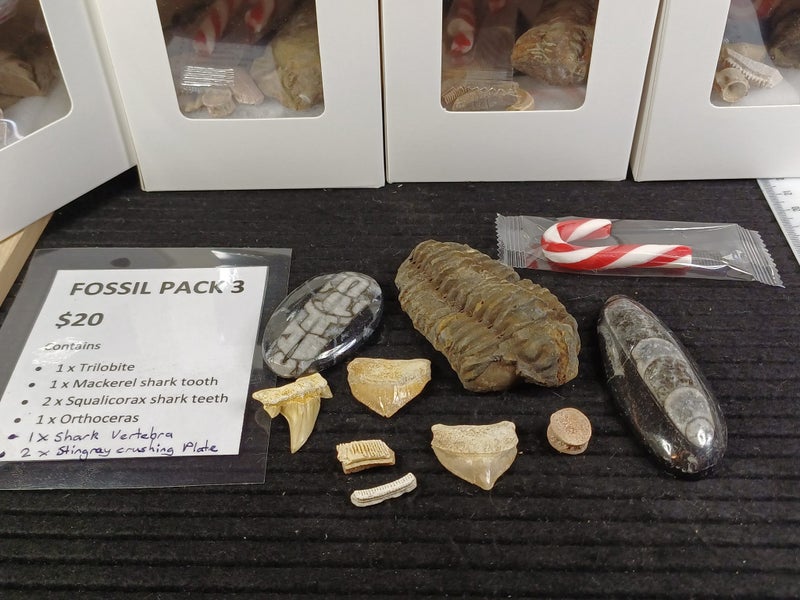 Fossil Pack 3 - Trilobite, Shark Teeth, Stingray Teeth etc Carousel 2