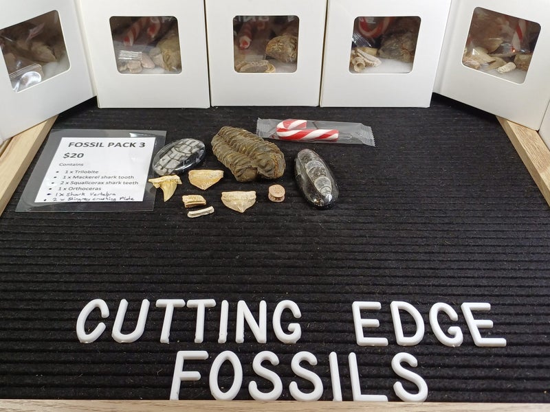 Fossil Pack 3 - Trilobite, Shark Teeth, Stingray Teeth etc Carousel 1