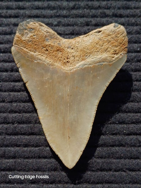 Megalodon Fossil Shark Tooth - 92.9mm / 3.6" Carousel 1