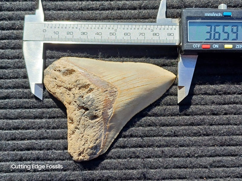 Megalodon Fossil Shark Tooth - 92.9mm / 3.6" Carousel 12