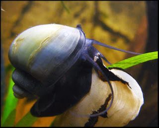 Blue Mystery Snail Medium Carousel 1