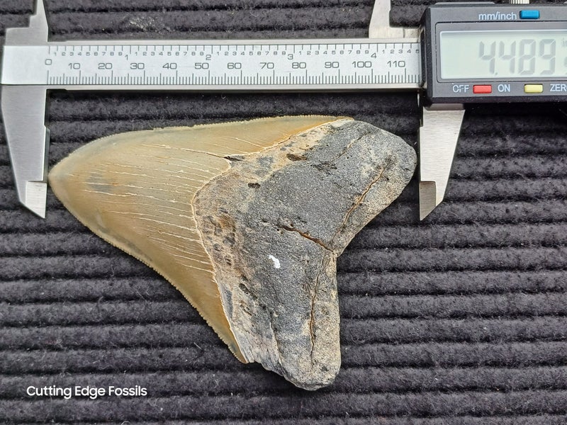 Megalodon Fossil Shark Tooth - 114mm / 4.4" Carousel 10