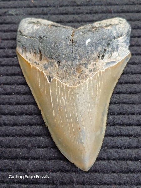 Megalodon Fossil Shark Tooth - 114mm / 4.4" Carousel 2