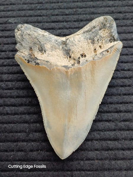 Megalodon Fossil Shark Tooth - 114mm / 4.4" Carousel 1