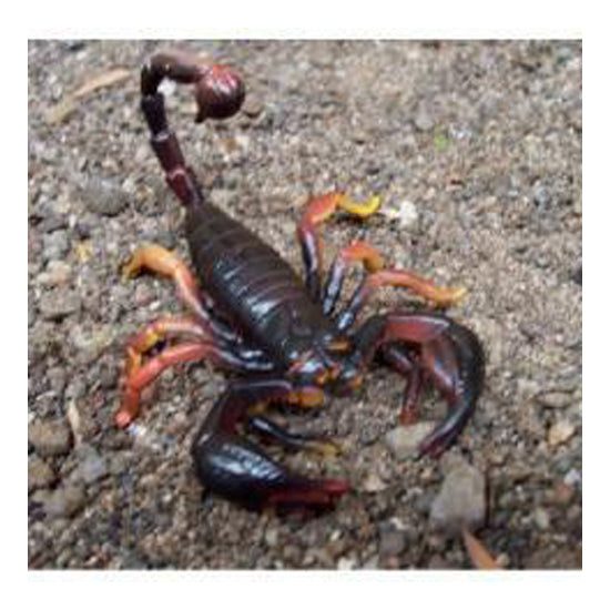 Scorpion Plastic Rep Carousel 2