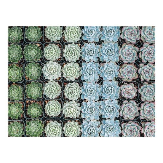 Succulent Garden, 2-sided, 500pce Carousel 5