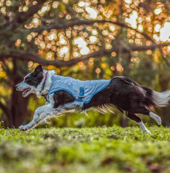 DOG COOLING COAT KURGA SMALL Carousel 8