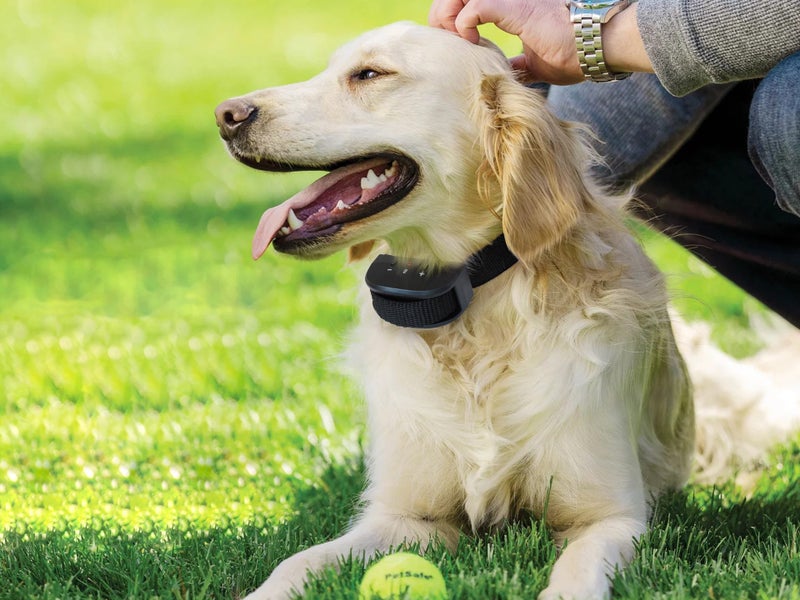 Anti Bark Dog Collar Carousel 2