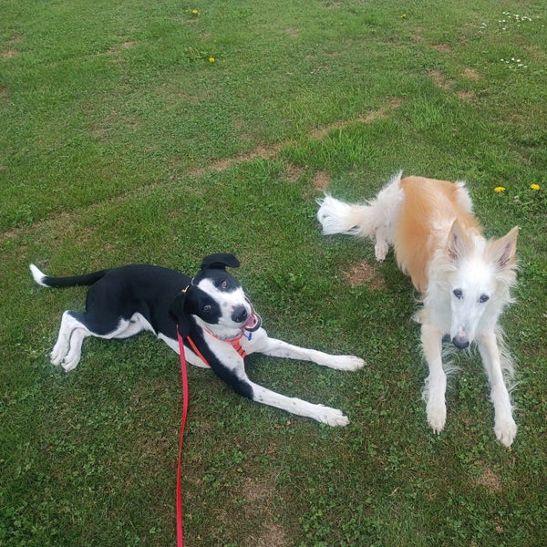 Pound Paws Rescue - Spot, Collie mix, Christchurch Carousel 2