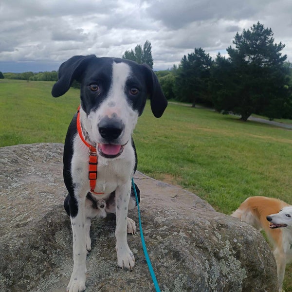 Pound Paws Rescue - Spot, Collie mix, Christchurch Carousel 1