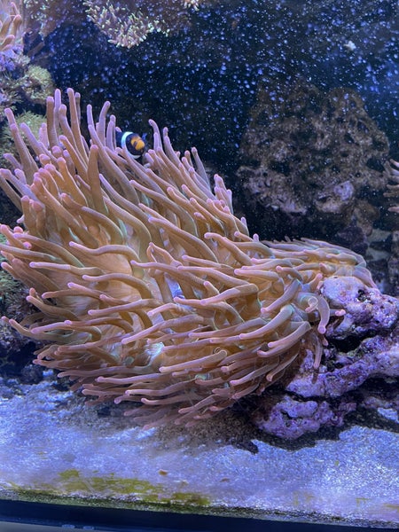 Anemone Carousel 1