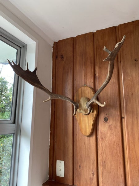 Deer Antlers Carousel 1
