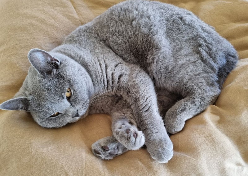Missing British Blue Shorthair Cat Carousel 6