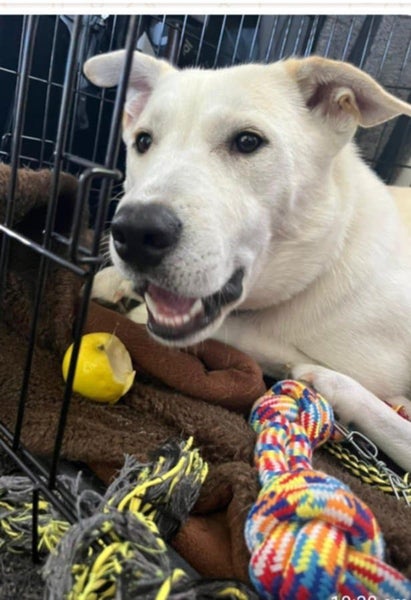 Yeti - Good with Other Dogs and Children Carousel 3