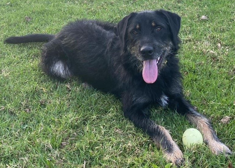 Ruby - Good with Other Dogs and Children Carousel 1