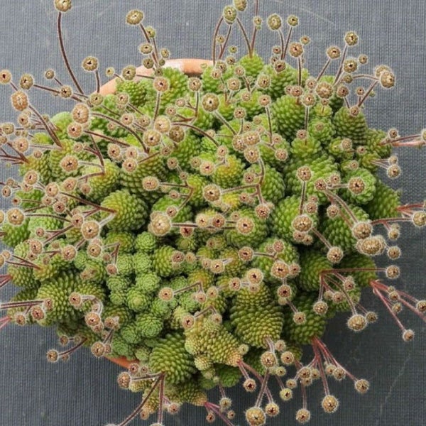 Monanthes Polyphylla Carousel 1
