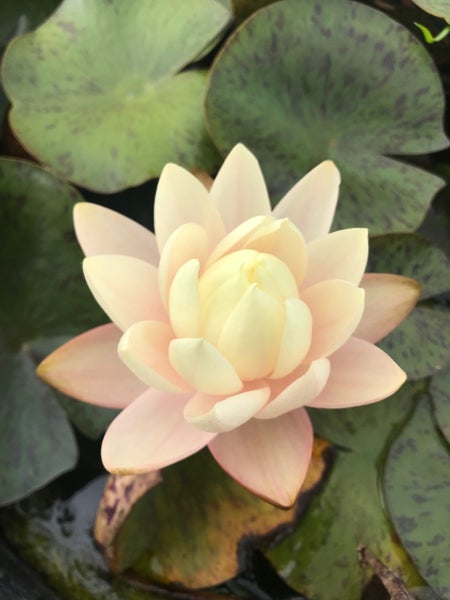 Water Lilly Carousel 1