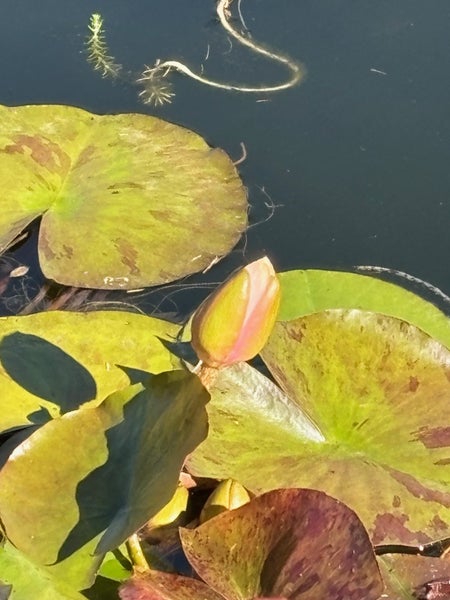 Water Lilly Carousel 2