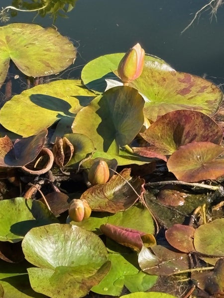 Water Lilly Carousel 3