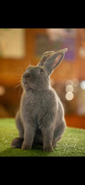 Flemish Giant kits Carousel 2