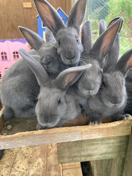 Flemish Giant kits Carousel 1