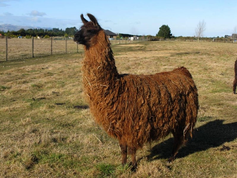 Llama Fleece #3, 1kg. Rich Dark caramel colour Carousel 1