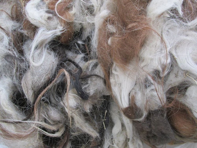 Llama Fleece #52 1kg. Appaloosa blend of chocolate brown/white/caramel brown Carousel 1