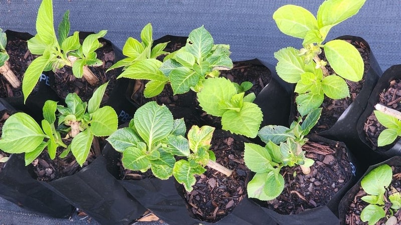 Hydrangea plants - Lace top Carousel 3