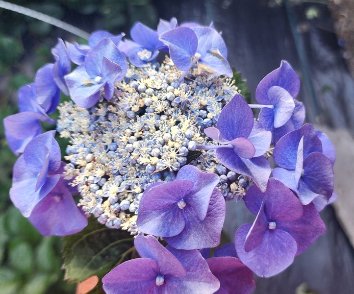 Hydrangea plants - Lace top Carousel 1