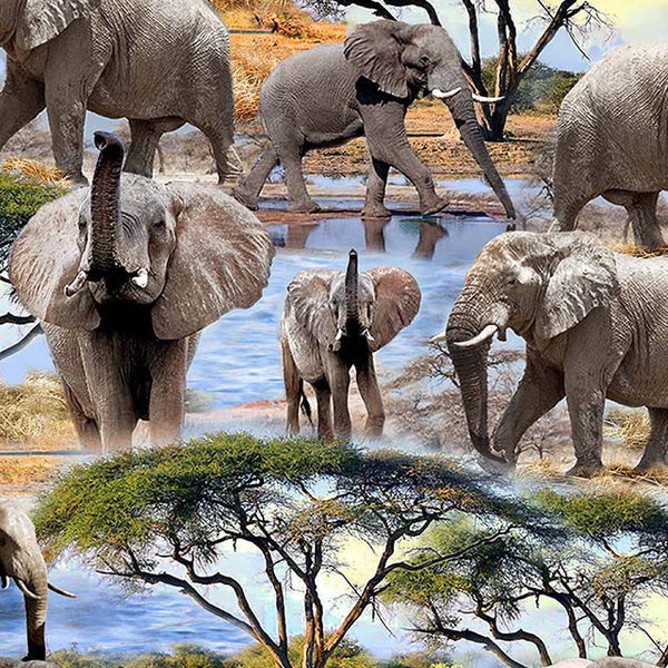 Patchwork Quilting Sewing Fabric Serengeti Plains Elephant 50x55cm FQ Carousel 2