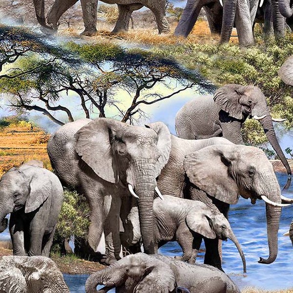 Patchwork Quilting Sewing Fabric Serengeti Plains Elephant 50x55cm FQ Carousel 3