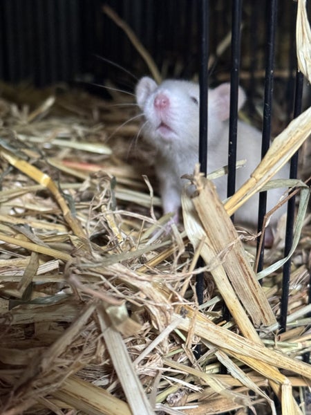 Beautiful baby ratlings Carousel 1