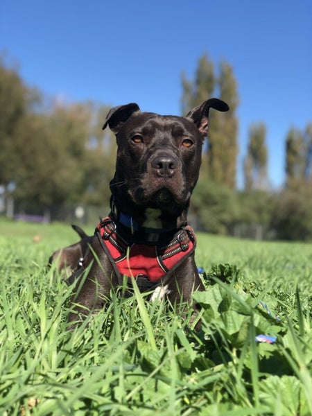 Stanley - DOGWATCH dog rescue & rehoming Carousel 1