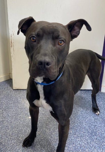 Stanley - DOGWATCH dog rescue & rehoming Carousel 2