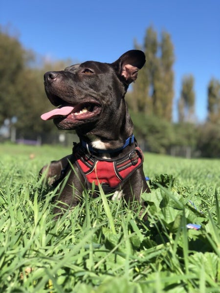 Stanley - DOGWATCH dog rescue & rehoming Carousel 4