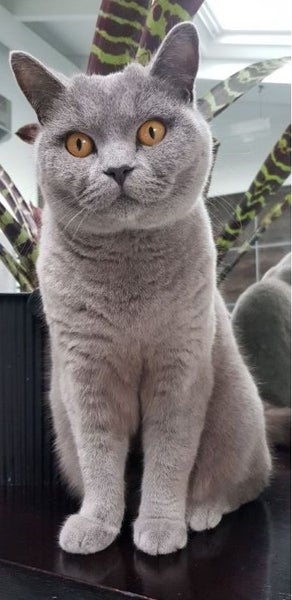 Missing British Blue Shorthair Cat Carousel 2