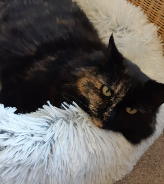 Missing cat Carousel 3