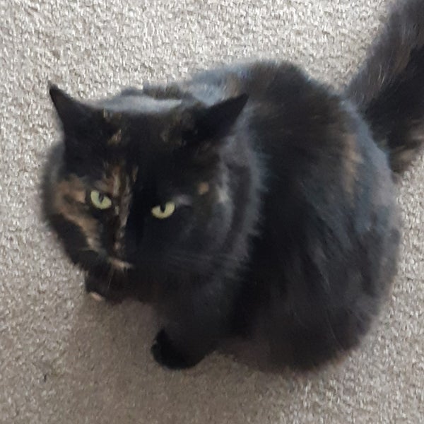 Missing cat Carousel 2