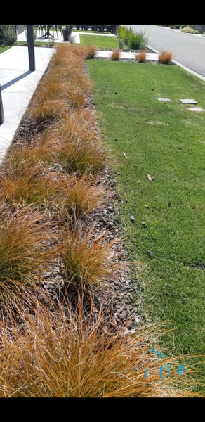 Carex Testacea x 100 plants Carousel 1
