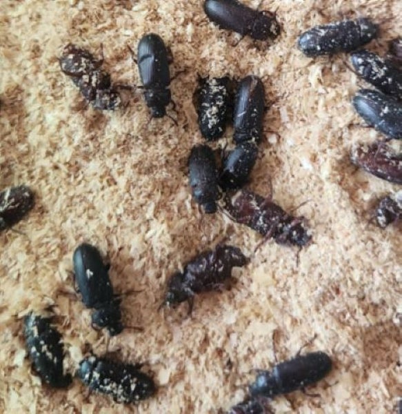Mealworm beetles x 100 Carousel 1